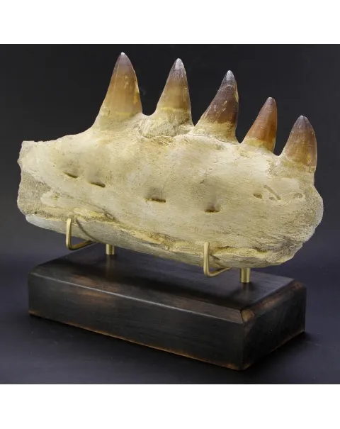 Mascella Mosasaurus su piedistallo