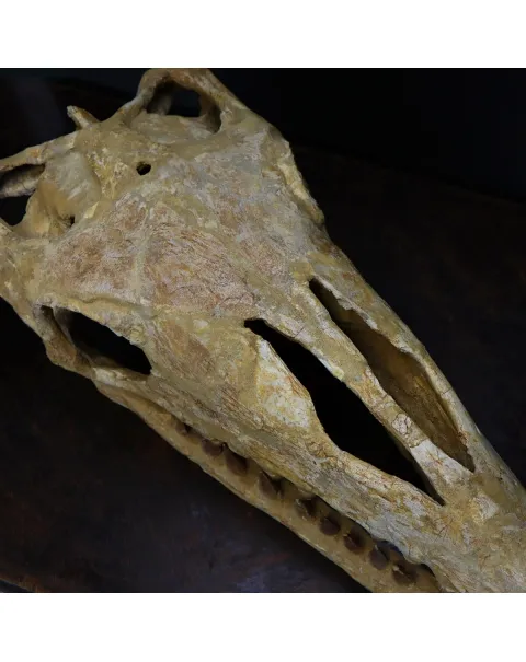 Cranio Fossile Mosasaurus