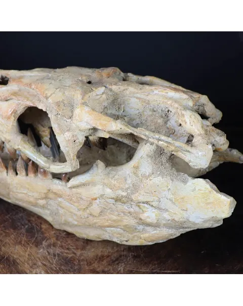 Cranio Fossile Mosasaurus