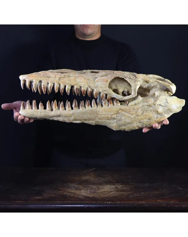 Cranio Fossile Mosasaurus