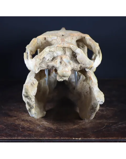 Cranio Fossile Mosasaurus