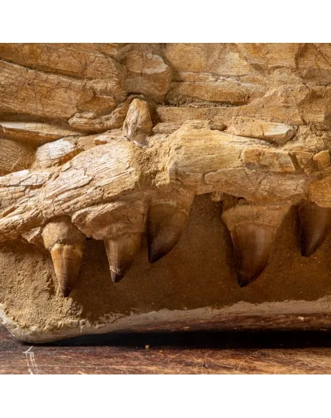 Mascella Mosasaurus