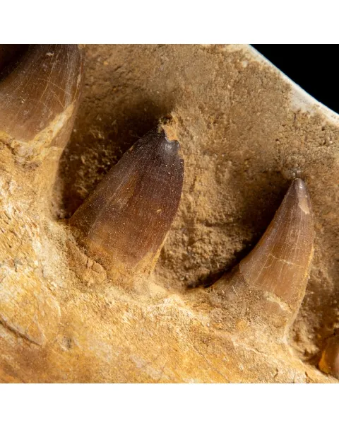 Mascella Mosasaurus