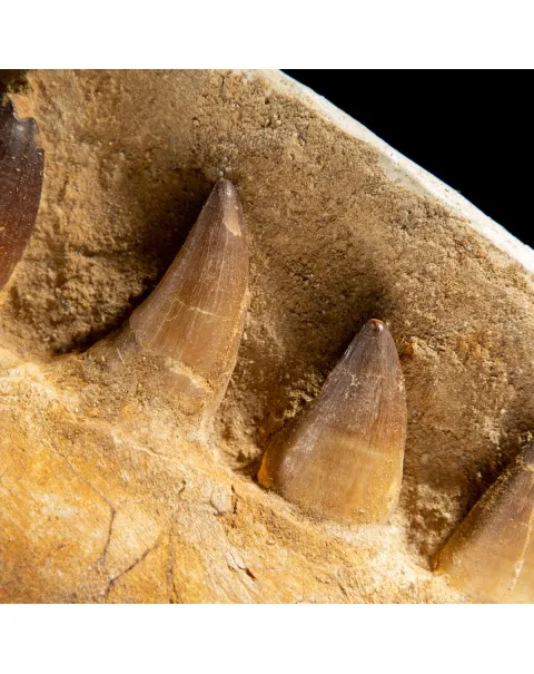 Mascella Mosasaurus