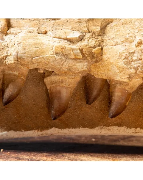 Mascella Mosasaurus