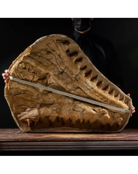 Mascella Mosasaurus