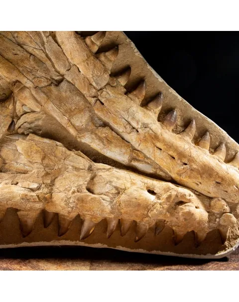 Mascella Mosasaurus