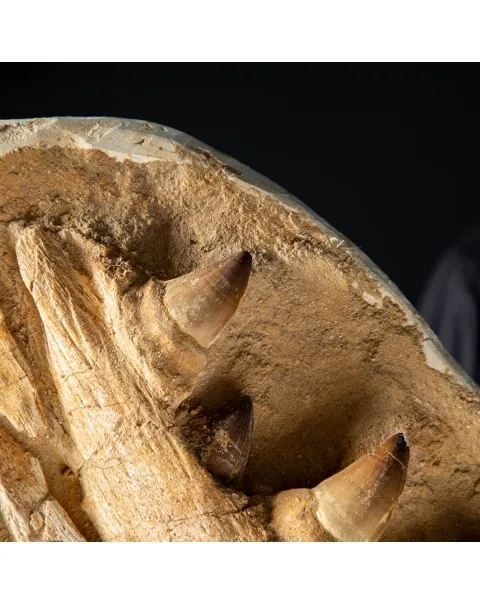 Mascella Mosasaurus