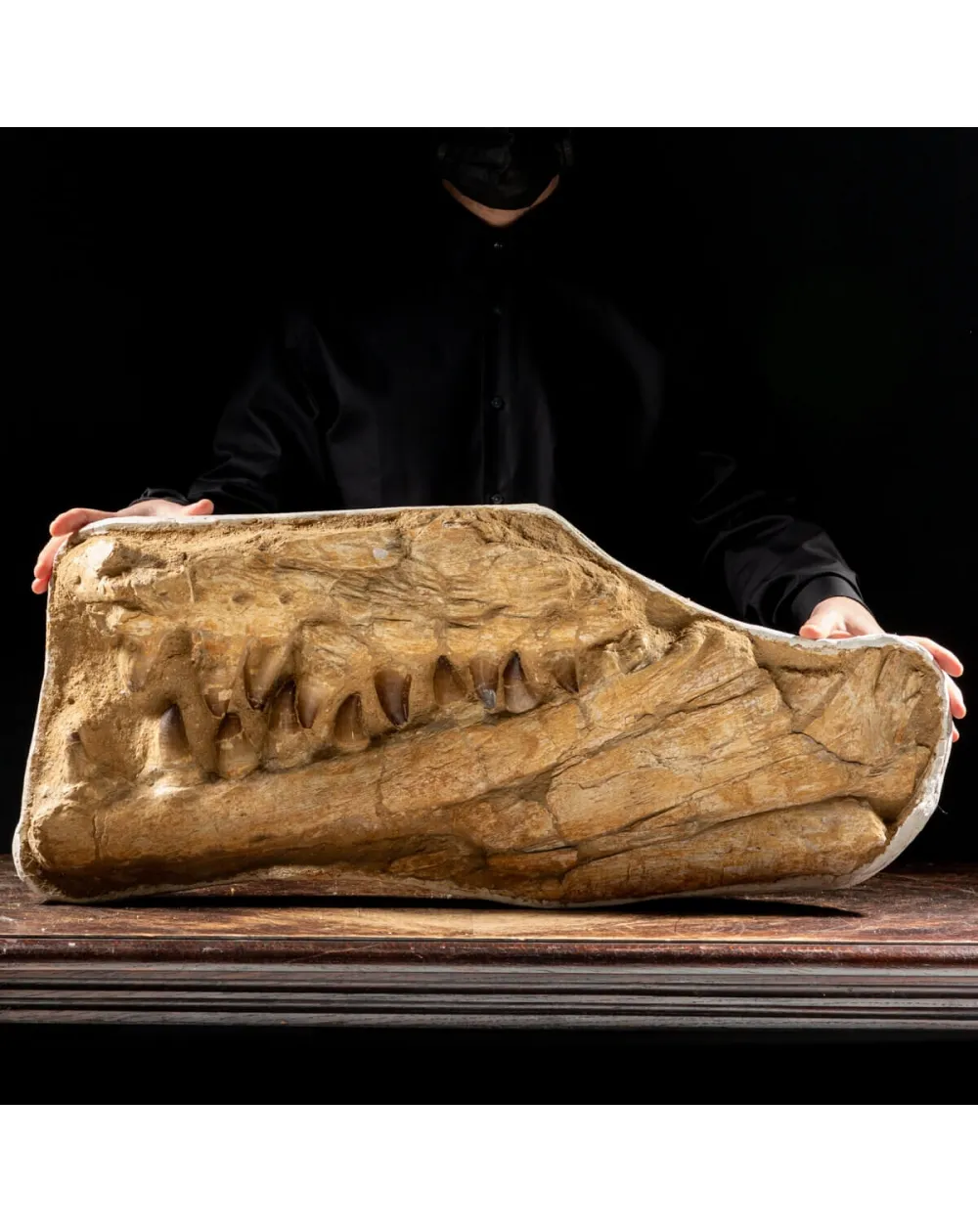 Mascella Mosasaurus