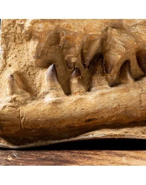 Mascella Mosasaurus