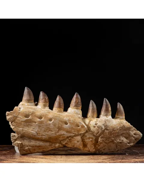 Mascella Mosasaurus