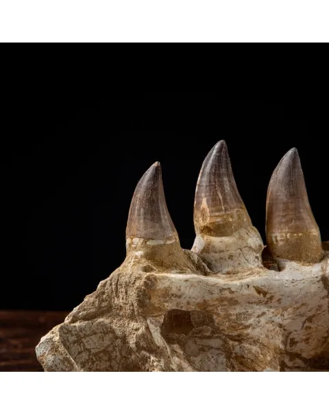 Mascella Mosasaurus