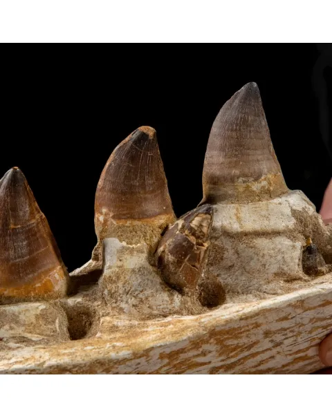 Mascella Mosasaurus