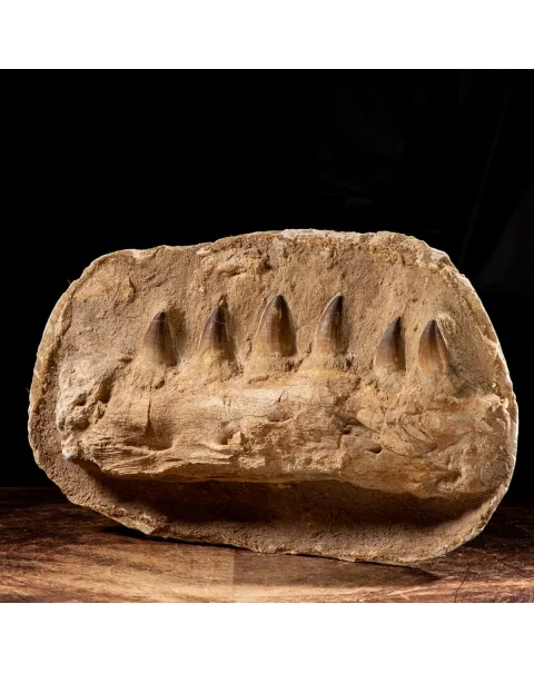 Mascella Mosasaurus