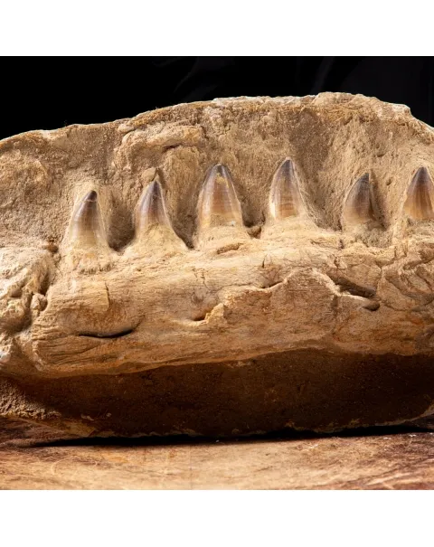 Mascella Mosasaurus