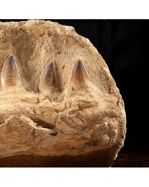 Mascella Mosasaurus