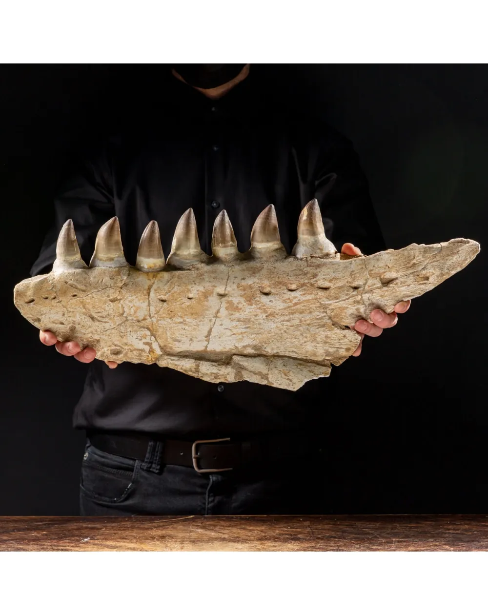 Mascella Mosasaurus