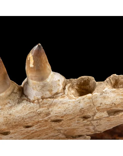 Mascella Mosasaurus