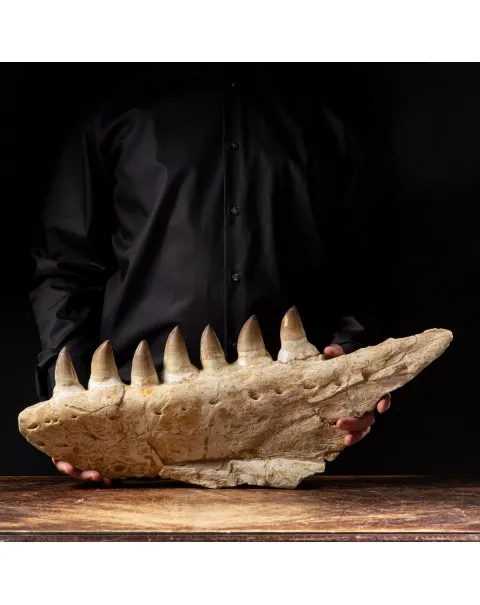 Mascella Mosasaurus