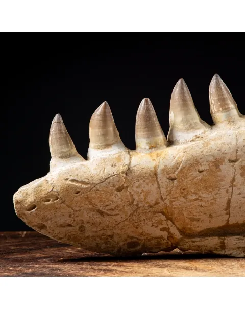 Mascella Mosasaurus