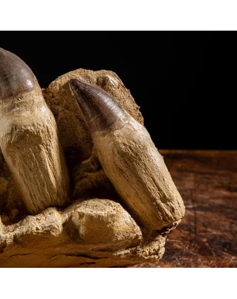 Denti Mosasaurus