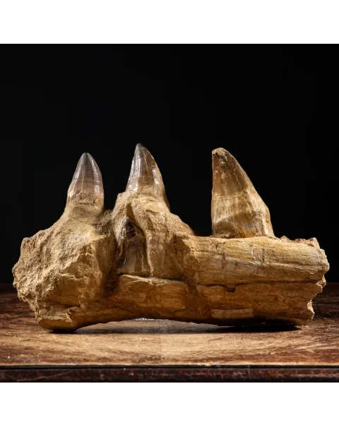 Denti Mosasaurus