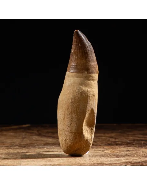 Dente Mosasaurus
