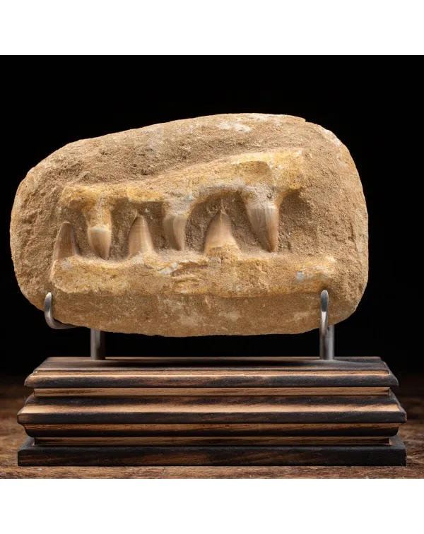 Mascella Mosasaurus su piedistallo