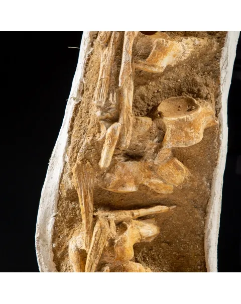Vertebre Mosasaurus