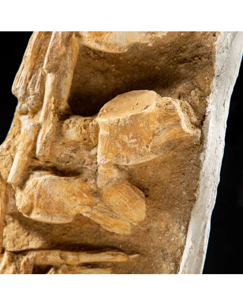 Vertebre Mosasaurus
