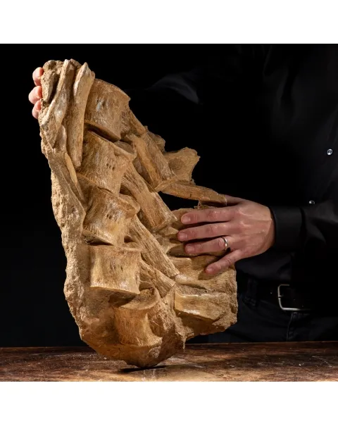 Vertebre Mosasaurus