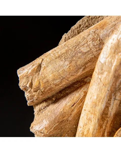 Vertebre Mosasaurus