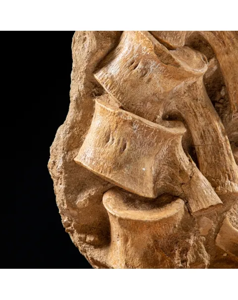 Vertebre Mosasaurus