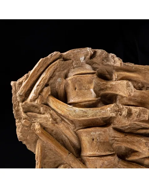 Vertebre Mosasaurus