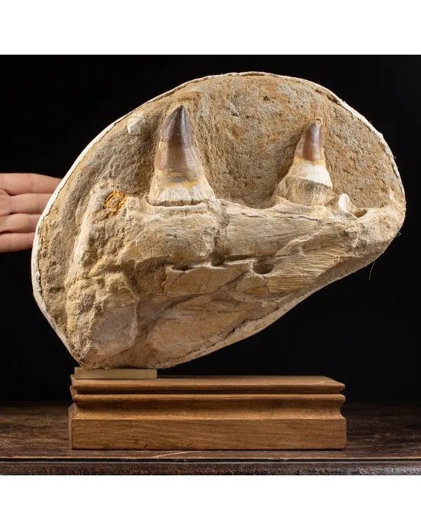 Mascella Mosasaurus su piedistallo