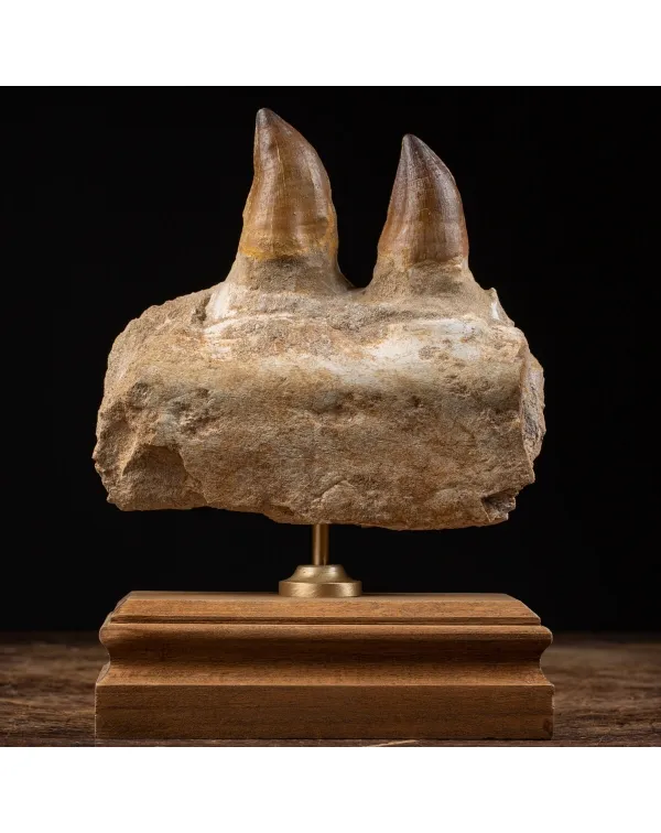 Mascella Mosasaurus su piedistallo