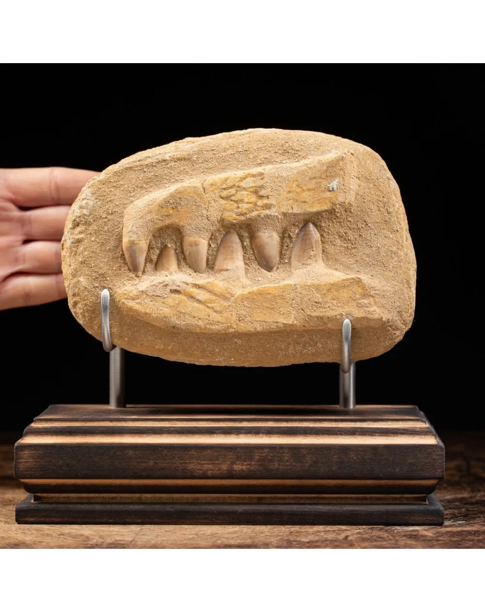 Mascella Mosasaurus su matrice