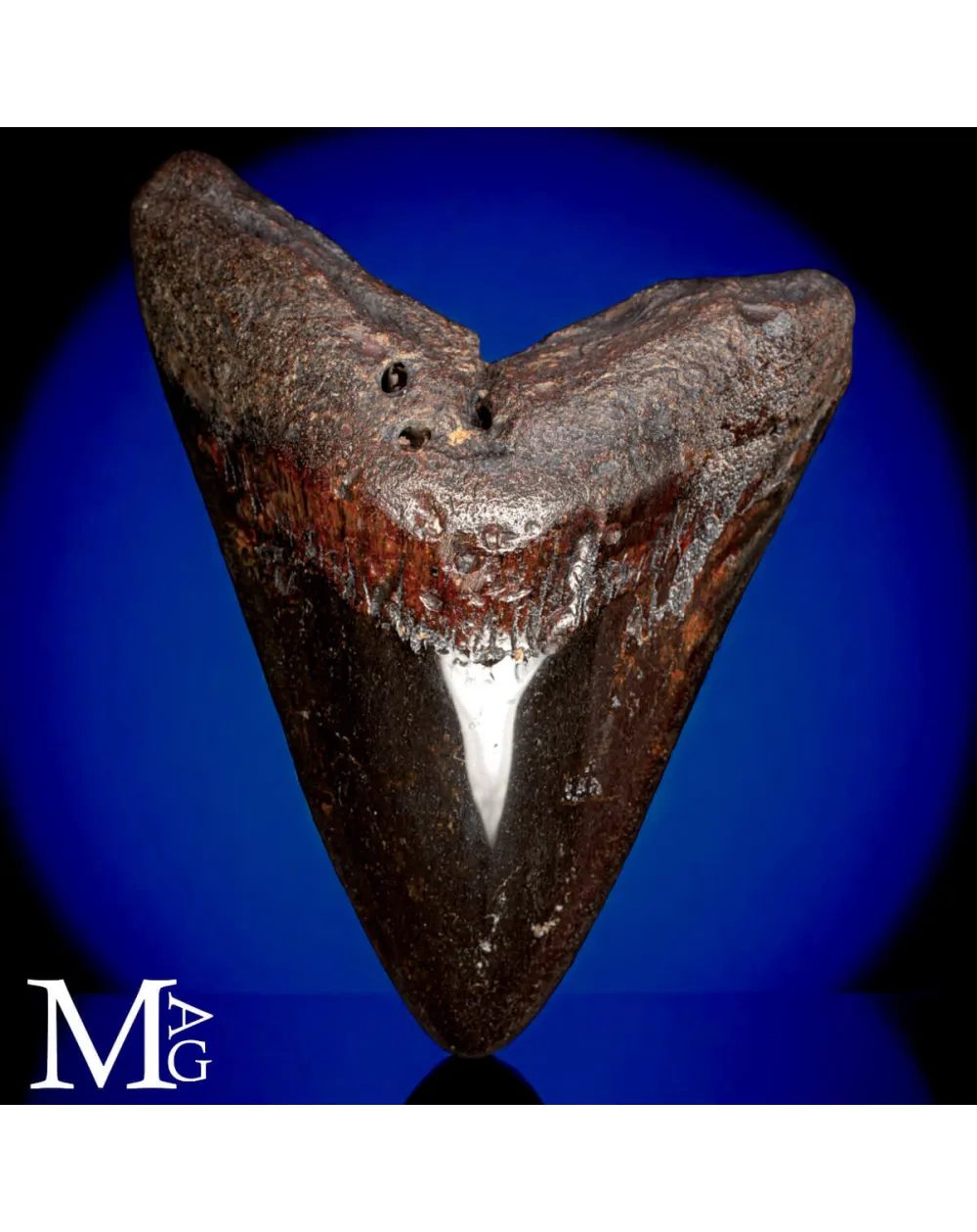 Dente Fossile di Megalodonte – North Carolina