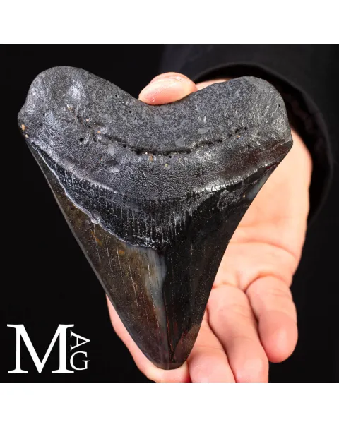 Dente Fossile di Megalodonte – North Carolina