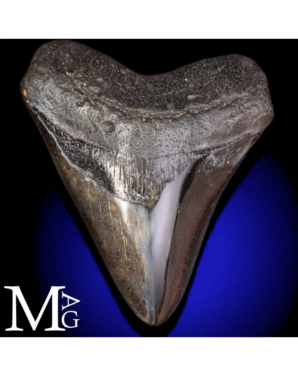 Dente Fossile di Megalodonte – North Carolina