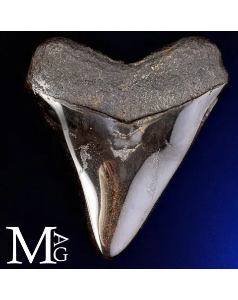 Dente Fossile di Megalodonte – North Carolina