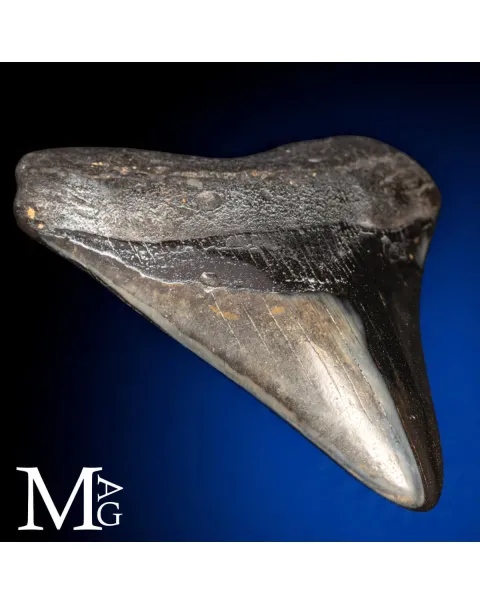 Dente Fossile di Megalodonte – North Carolina
