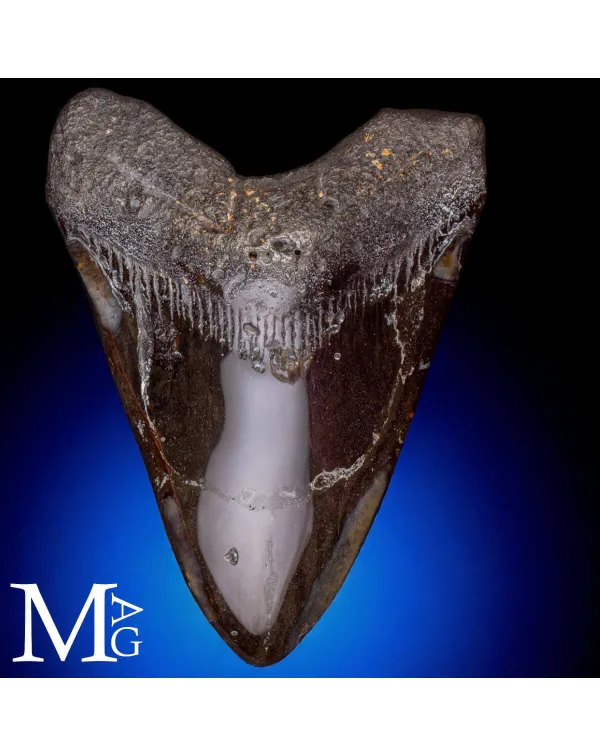 Dente fossile di Megalodonte.