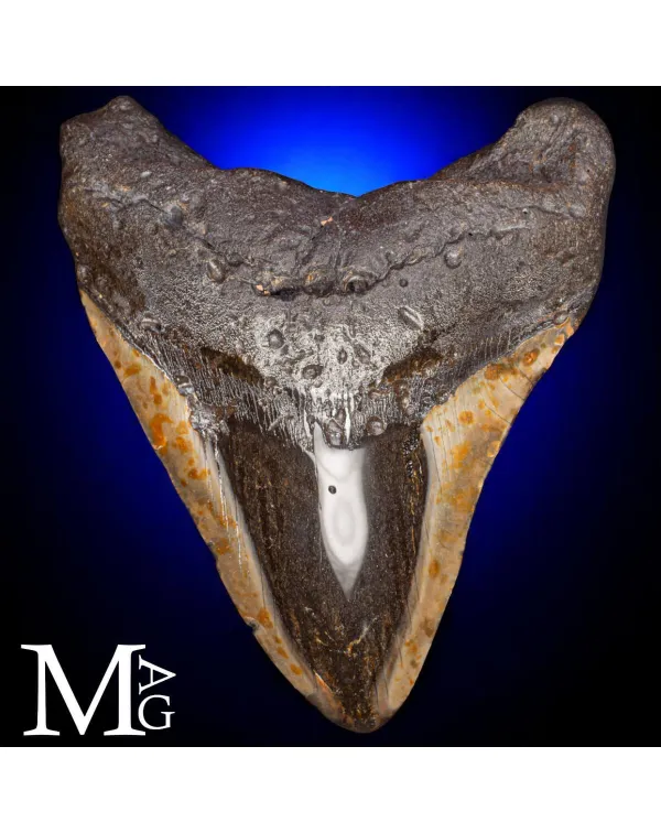 Dente fossile di Megalodonte.