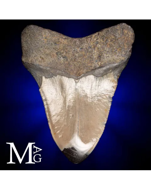 Dente fossile di Megalodonte.