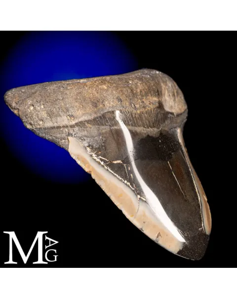 Dente fossile di Megalodonte.