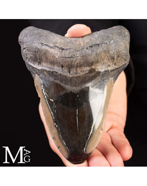 Dente fossile di Megalodonte.