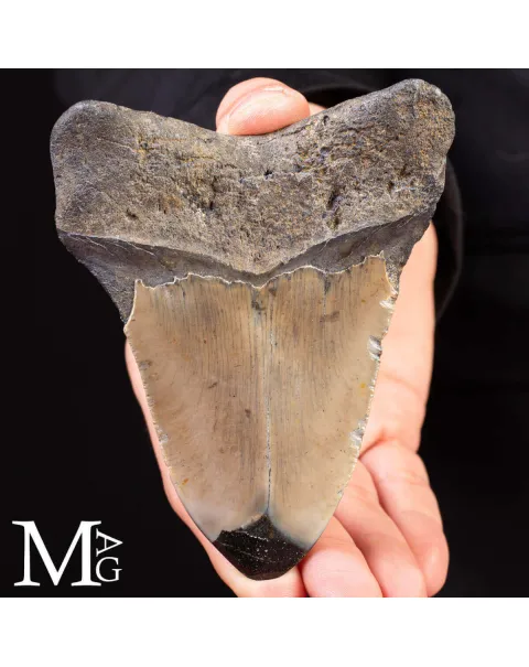 Dente fossile di Megalodonte.
