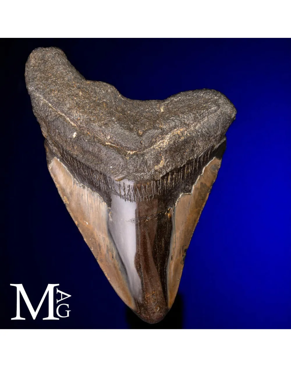 Dente Fossile di Megalodonte.