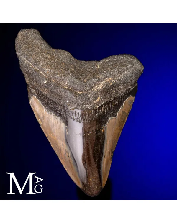 Dente Fossile di Megalodonte.